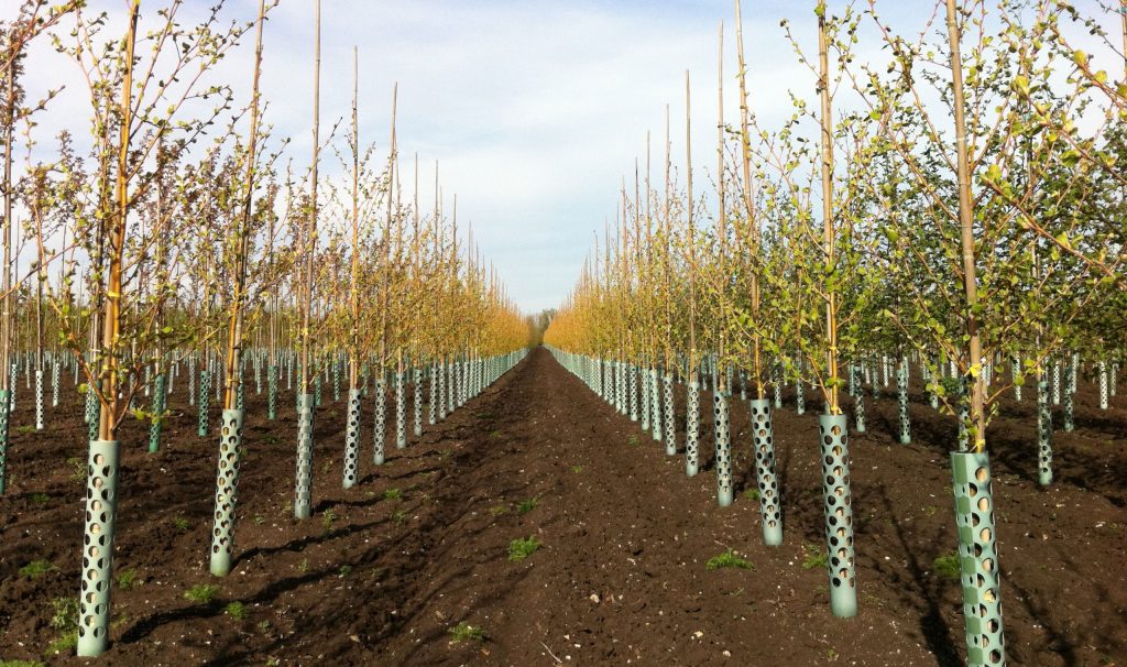 Image of Barcham Trees field in Cambridgeshire. A row of young trees