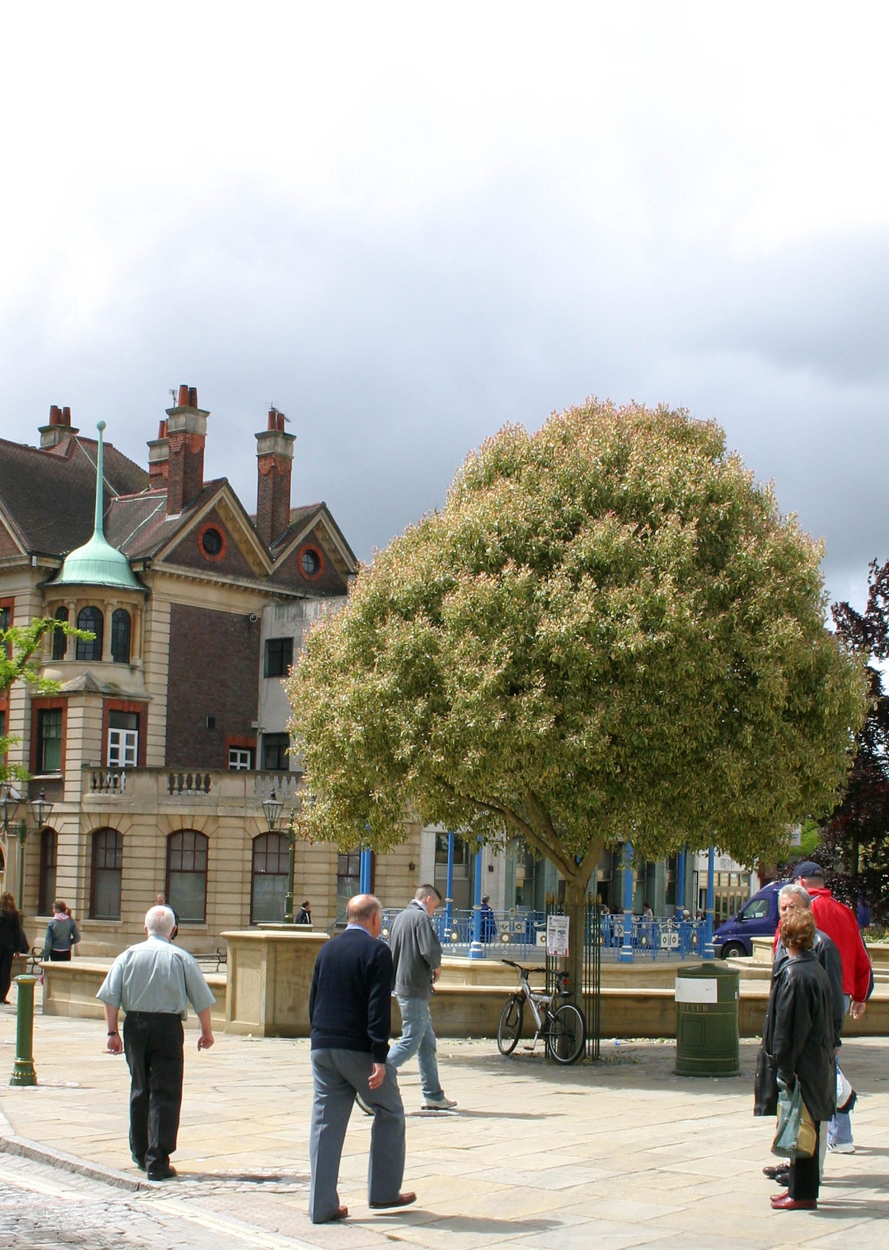 Ligustrum lucidum variegata