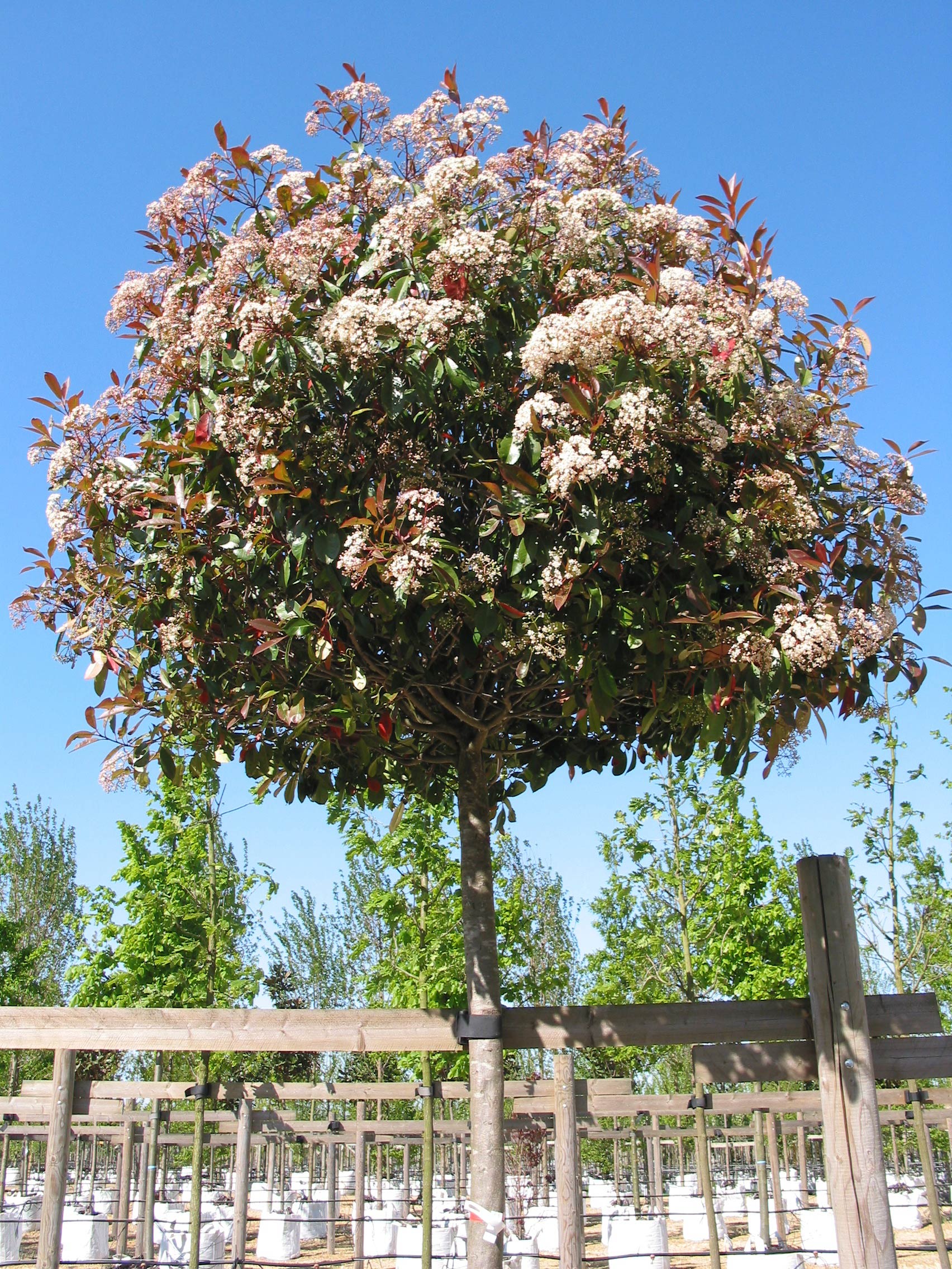 Photinia Red Robin