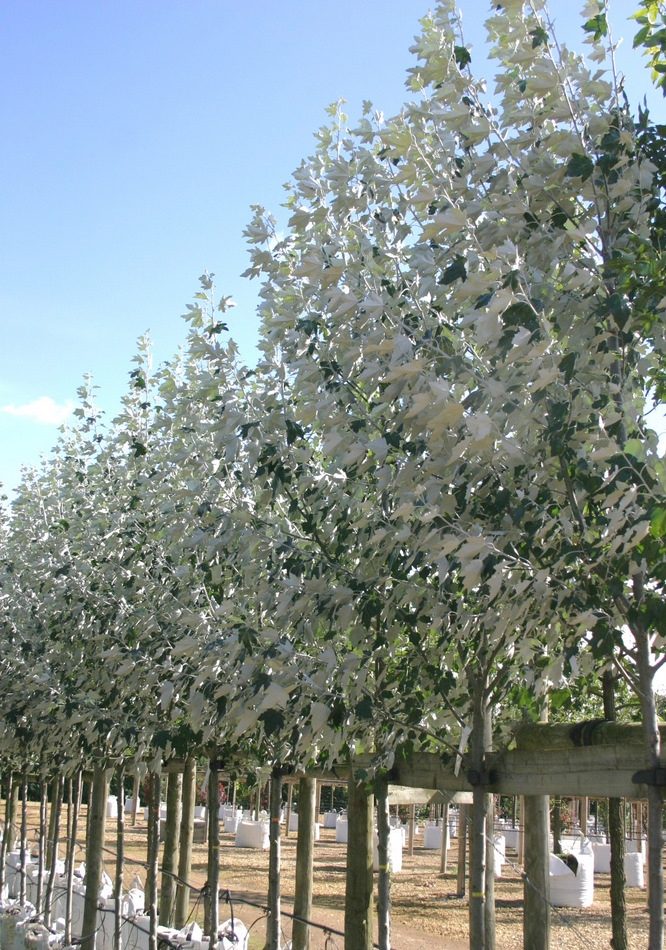 Populus alba