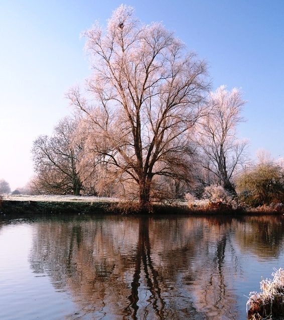 Salix alba